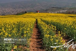 پرداخت مابه التفاوت قیمت کلزا به کشاورزان؛ از فردا