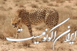 آوارگی حیات وحش با معدن‌کاری