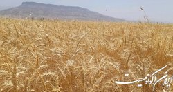 پهلوگیری دو کشتی حامل ۱۳۹ هزار تن گندم در بنادر امام و چابهار