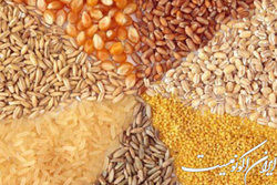 فدراسیون طیور کشور خواستار رسیدگی به روند واردات نهاده‌های دامی شد