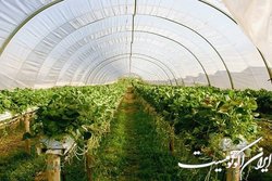 هدف‌گذاری برای تجهیز ۸۰ درصد گلخانه‌ها به فناوری‌های نانو