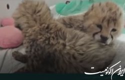 آخرین وضعیت سومین توله یوز «ایران»