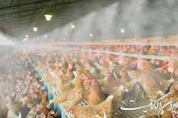 نهاده وجود دارد ولی گران است