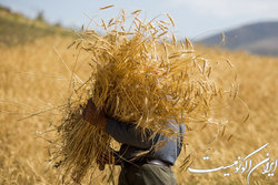 آمادگی قزافستان برای صادرات گسترده گندم به ایران