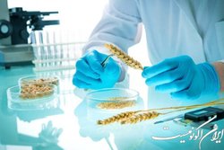 نبود قوانین و سیستم ارزیابی شفاف در زمینه تراریخته‌ها و سرگردانی مردم