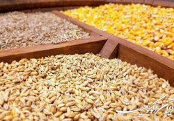 جزئیات وام ۲۰ هزار میلیارد تومانی دولت به مرغداران و دامداران