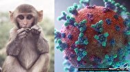 شناسایی 6 بیمار مشکوک به آبله میمونی در ایران؛ آزمایش 3 نفر منفی شد