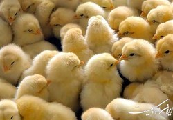 ایستادگی جدی دولت در برابر «کمپین جوجه‌کُشی»؛ با ورود دادستانی کار یکسره شد