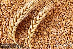 سازمان مرکزی تعاون روستایی بیش از ۱۹۸ هزار تن بذر انواع محصولات تولید کرده است
