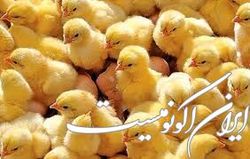 بسیج برای ساماندهی مازاد تولید جوجه‌های یک‌روزه ورود کرد