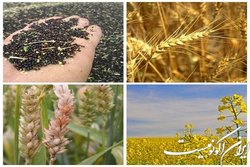 خرید توافقی جایگزین خرید تضمینی می شود