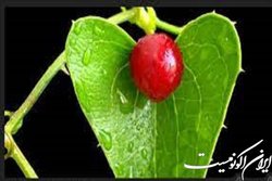 معرفی گیاه دارویی برای صاف کننده خون