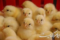 معدوم‌سازی غیرقانونی جوجه‌های یک‌روزه مورد پیگرد قانونی قرار گرفت