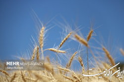 تدارک ۴۰۰ هزار تن بذر گواهی شده گندم برای کاشت