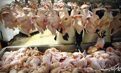 خرید ۳۷ هزار تن گوشت مرغ و تخم‌مرغ مازاد از تولیدکنندگان