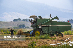 خشکه کاری، راهکاری برای صرفه‌جویی آب در مزارع برنج