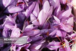 مافیای زعفران مانع افزایش قیمت طلای سرخ می‌شوند