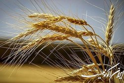 خرید تضمینی گندم به ۴.۵ میلیون تن رسید