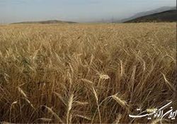 پرداخت کمک‌هزینه بلاعوض برای کشت ۸ محصول اساسی