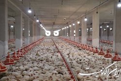 امضای تفاهم همکاری نظام مهندسی کشاورزی و اتحادیه مرغداران گوشتی