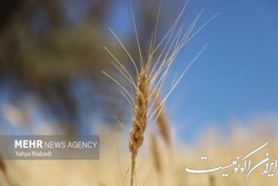 نرخ تضمینی گندم مرداد اعلام می شود