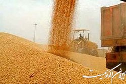 خرید گندم از مرز ۵ میلیون و ۳۰۰ هزارتن عبور کرد
