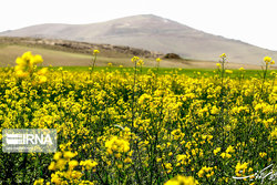 خرید تضمینی ۱۰۰ هزار تن کلزا