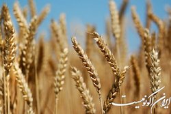 خیز دوباره برای خودکفایی در تولید گندم