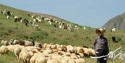 واکسیناسیون رایگان دام‌های عشایر در منطقه لار آغاز شد