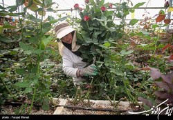 روایتی از قاچاق گل تزئینی به ایران