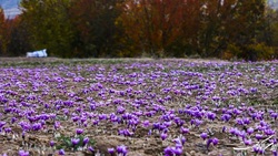 هشدار وزش باد و گرمای هوا به باغداران و زعفران‌کاران