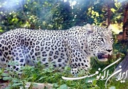 چگونه از دچار شدن  پلنگ  به سرنوشت  یوز ایرانی  جلوگیری کنیم؟