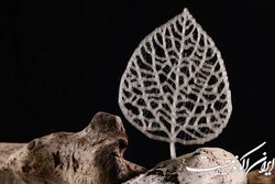 ابداع یک پلاستیک گیاهی قوی که به شکر تبدیل می‌شود