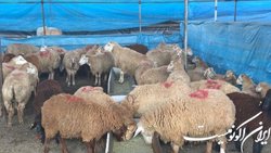 عرضه دام در عید قربان در مراکز بهداشتی