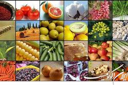 رفع شوک های مقطعی با اورژانس محصولات کشاورزی و قراردادهای بلندمدت