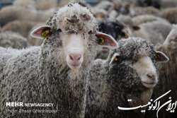 تعیین قیمت خرید تضمینی به زودی