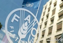 فائو: ۸۶۸ میلیون نفر در جهان غذا برای خوردن ندارند