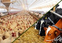 مصوبه تخصیص تسهیلات برای تأمین سرمایه در گردش واحدهای تولیدی دام و طیور اصلاح و ابلاغ شد