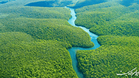 جنگل‌ آمازون از منظر فضا /فیلم