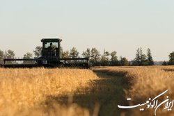 ۸۵ درصد مطالبات گندمکاران پرداخت شده