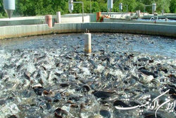 برآورد اولیه خسارت ۷۳۴ میلیارد تومانی سیل به واحدهای آبزی‌پروری