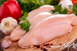 درخواست مرغداران از وزیرجهاد؛ نهاده‌های خریداری شده بارگیری شود
