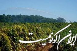 کمبود نیروی کار در انگلیس باعث هدررفت موادغذایی می‌شود