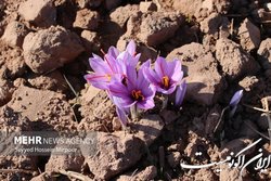 سهم ناچیز ایران در بازار جهانی زعفران علی رغم ۹۵ درصد تولید!
