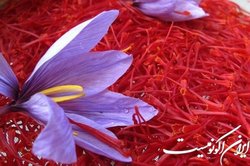 سهم زعفران ایران در بازارهای جهانی ۵۰۰ هزاردلار است