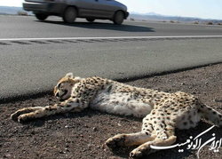 ۲۱ نکته درباره یوز تلف شده و راه‌های حفاظت از زیستگاه‌های حیات وحش