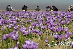 اجازه ورود دلالان و مافیای زعفران را به بورس کالا نمی‌دهیم
