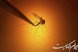 پشه‌ها چگونه انسان را بو می‌کشند؟