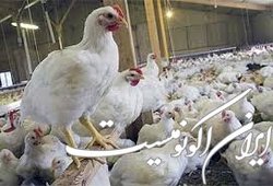 زیان سه هزار میلیارد تومانی مرغداران
