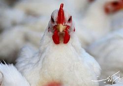 پرداخت ۸ هزار میلیارد تومان تسهیلات به دامداران و مرغداران